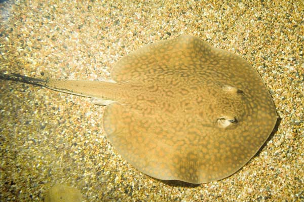 Potamotrygon Leopoldi (Black Diamond) main image 1